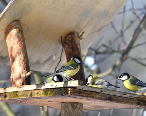 Dlaczego sikorki walczą przy karmniku? W prosty sposób rozwiążesz problem w ogrodzie