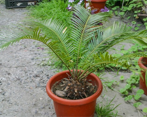 Daktylowiec kanaryjski (Phoenix canariensis)