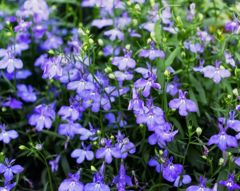 Lobelia przylądkowa (Lobelia erinus)