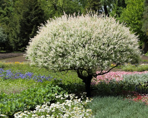 Szybko rośnie i wygląda zjawiskowo. Nie ma wielkich wymagań, a dużo oddaje