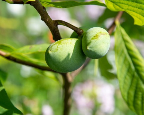 Jego owoce smakują jak połączenie banana, mango i ananasa. Urodlin trójłatkowy – uprawa i właściwości