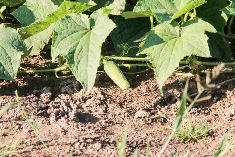 Głębokość siewu ogórków ma duże znaczenie dla powodzenia uprawy.