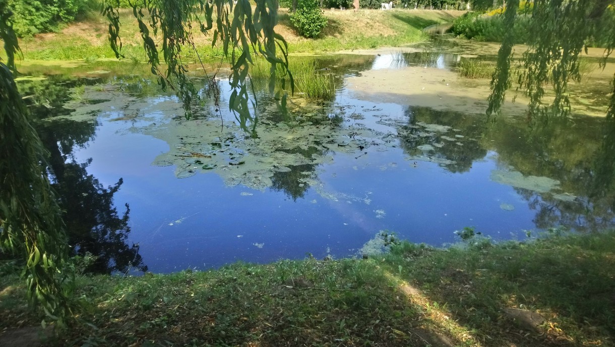 Rośliny, Wrześniowa .........jeszcze letnia galeria..... - ...................i staw................