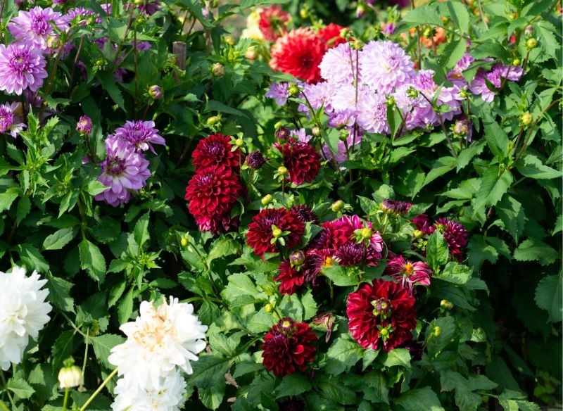 dalie w ogrodzie