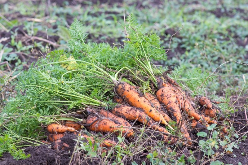 pielęgnacja marchwi w czerwcu
