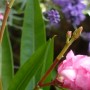 Pozostałe, Lipcowe ogrodowe fotki............... - .............oleander zakwitł...............