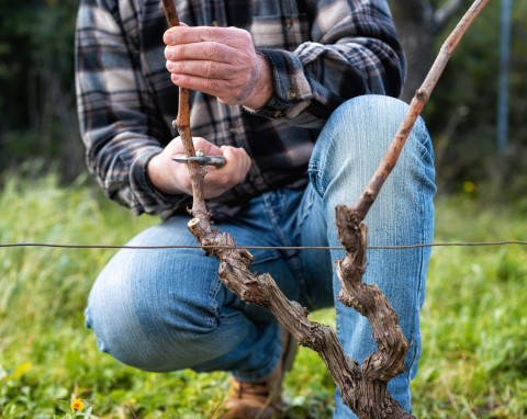 Zimowe cięcie winorośli. Kiedy najlepiej je wykonać – w grudniu czy styczniu?