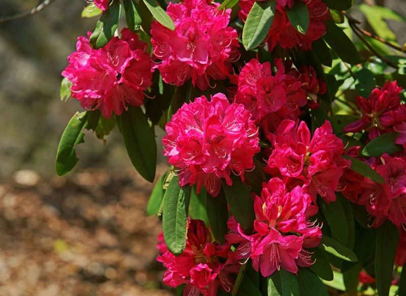 Rododendron zakwitnie w przyszłym sezonie, jeśli nie dopuścimy do rozwoju suszy fizjologicznej zimą.