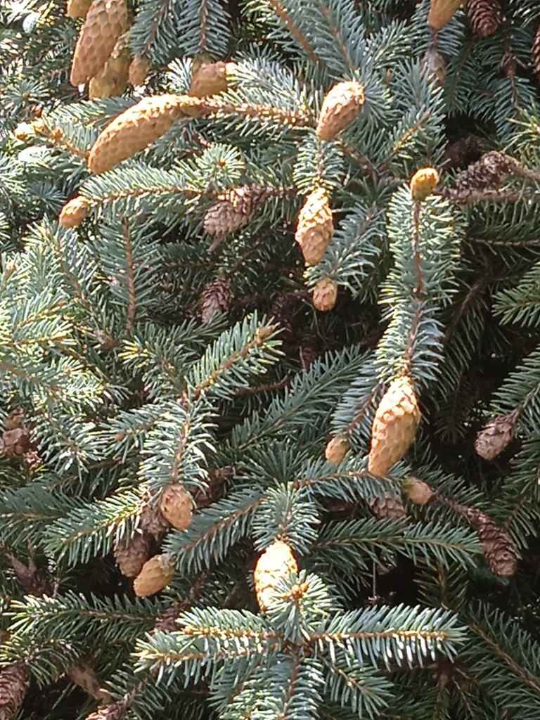 Ogród, WRZESIEŃ  w OGRODZIE ŚLĄSKIM