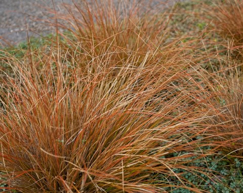 Turzyca biczykowata (Carex flagellifera)