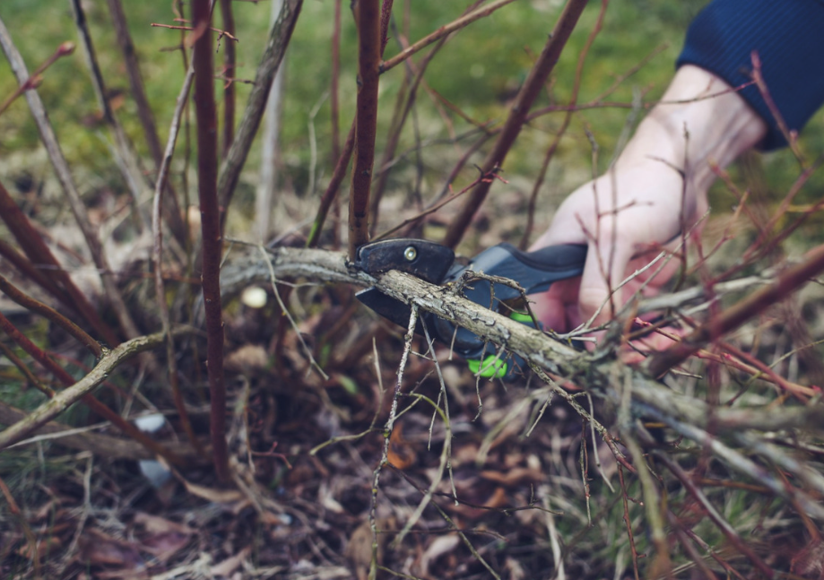 przycinanie borówki