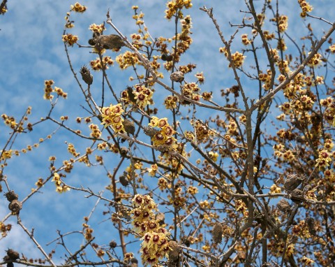 Kwitnie w środku zimy, a jego kwiaty roztaczają słodką woń. Zimokwiat wczesny – uprawa i zastosowanie w ogrodzie