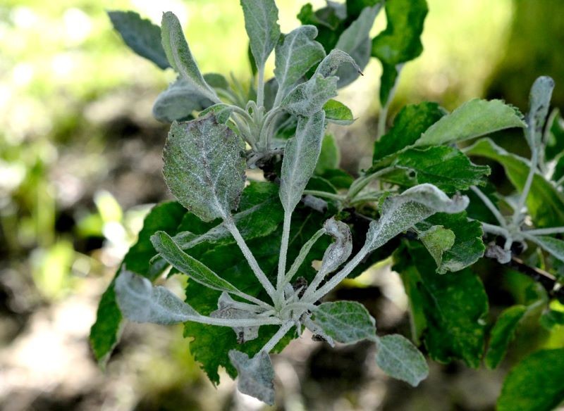 Na drzewach owocowych może rozwijać się mączniak.