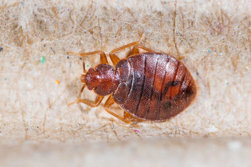 robaków które żyją w twoim domu jak się ich pozbyć deccoria pl