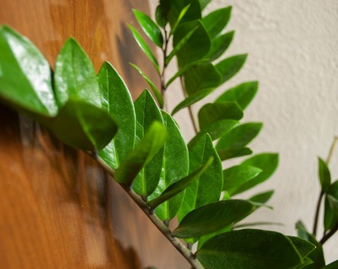 12 roślin doniczkowych, które łatwo rozmnożyć. Szybko się przyjmują i rozrastają