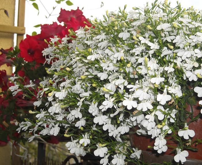 Pozostałe, Truskawkowo mi ........... - .............i lobelia.............