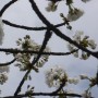 Pozostałe, Czas na majówkę ..........i..........czas na magnolie .......... - ...........i białe kwiecie...............