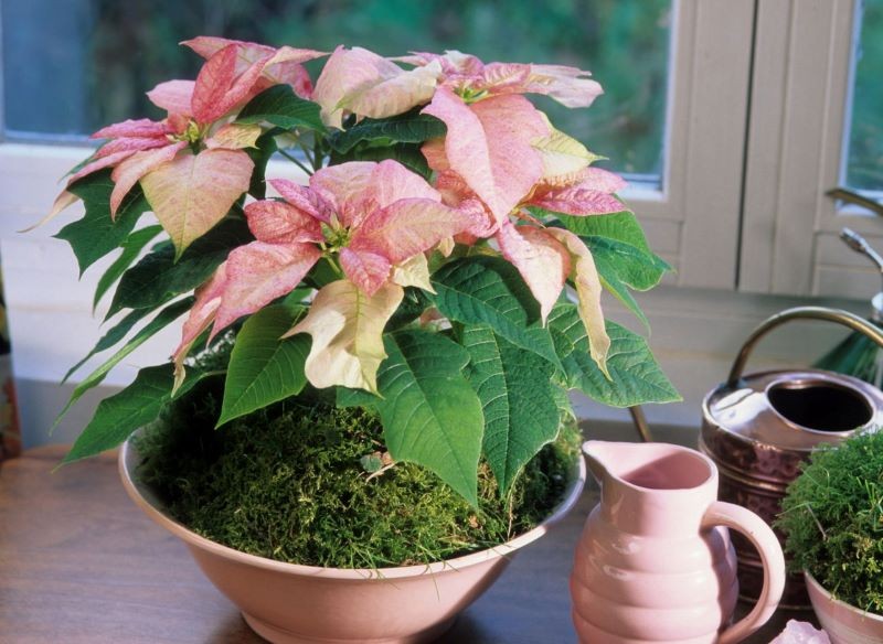 Do wykonania ozdób możemy wykorzystać również inne odmiany gwiazdy betlejemskiej, nie tylko czerwone.