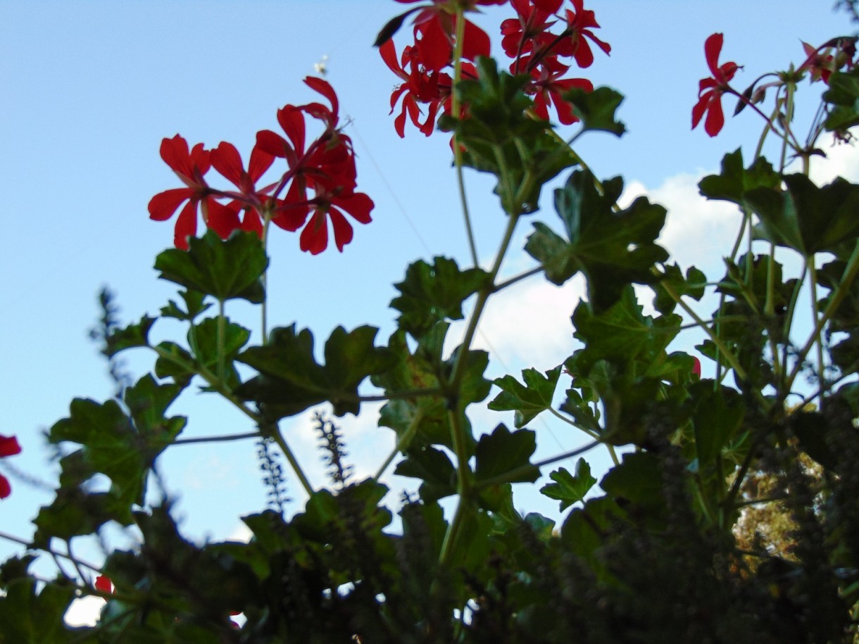 Balkon, Lato na moim balkonie ................. - ..............i pelargonie.................