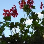 Balkon, Lato na moim balkonie ................. - ..............i pelargonie.................