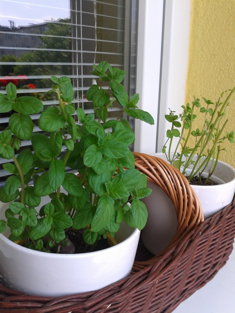 Pozostałe, Na moim balkonie ,czerwone pelargonie:).