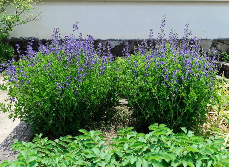 Baptysja błękitna wyróżnia się wzniesionym pokrojem.