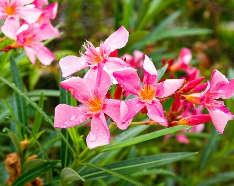 Zrobisz jeden z tych 3 błędów i oleander nie przetrwa zimy. Mało kto o tym wie
