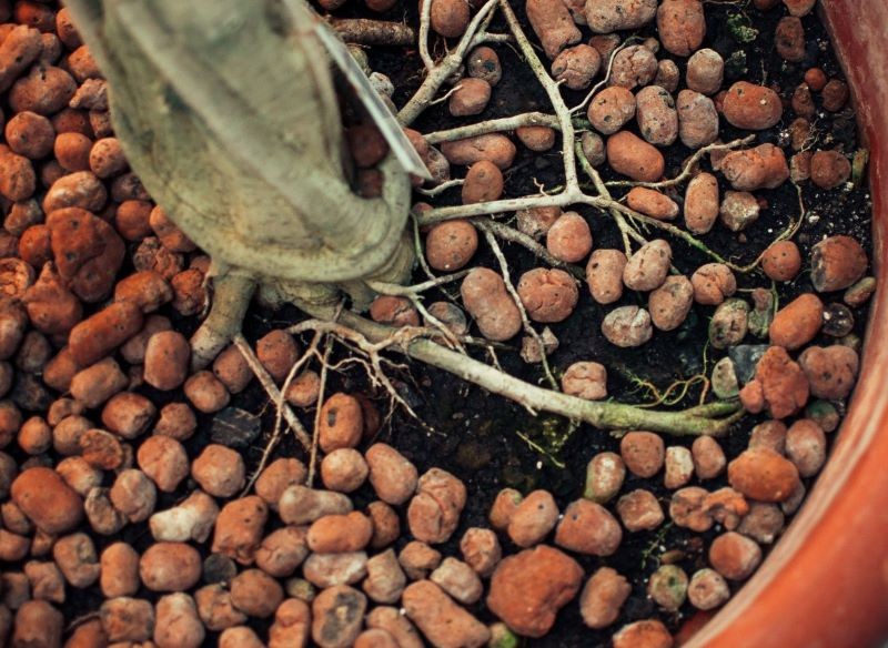 Keramzyt można wyłożyć również na wierzch podłoża w donicy.