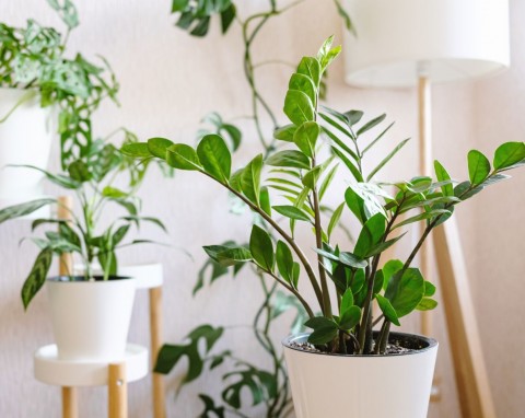 5 roślin, które nie potrzebują słońca, żeby pięknie rosnąć. Nr 3 możesz postawić nawet w łazience