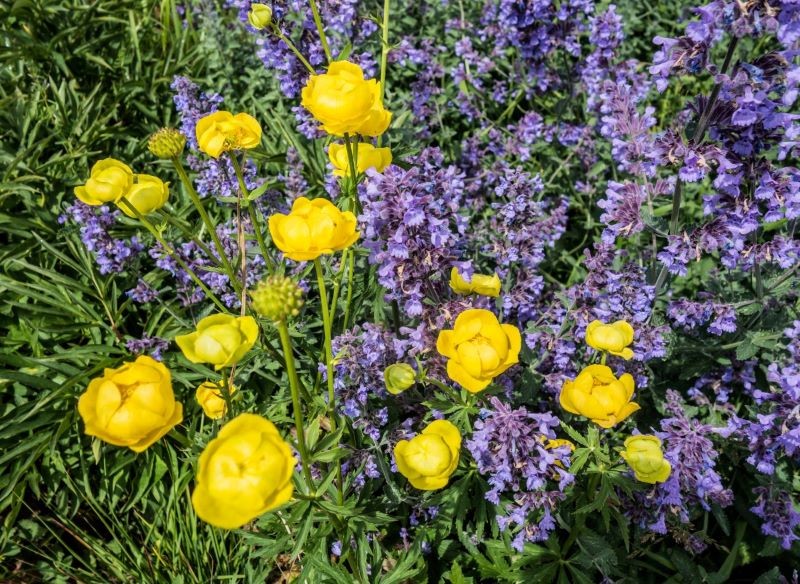 Pełnik europejski nie ma wygórowanych wymagań, ale potrzebuje wilgotnej gleby.