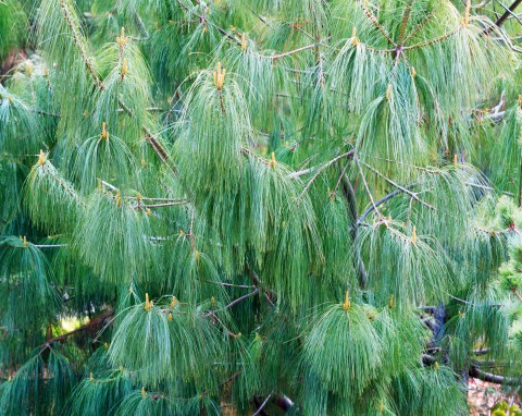 Sosna himalajska (Pinus wallichiana)