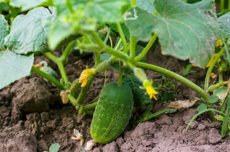 Ogórki możemy zasilić w naturalny sposób już przy siewie lub sadzeniu, by wydały nawet dwa razy więcej owoców.