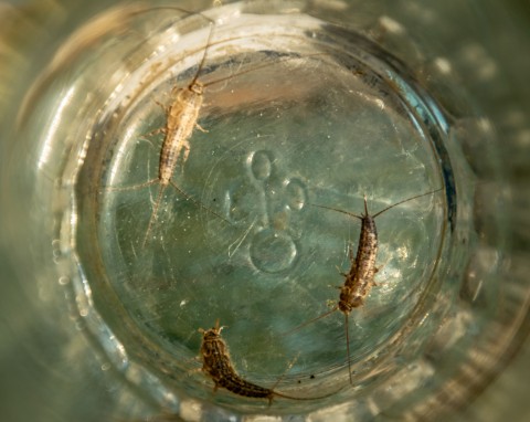 15 robaków, które żyją w twoim domu. Jak się ich pozbyć?
