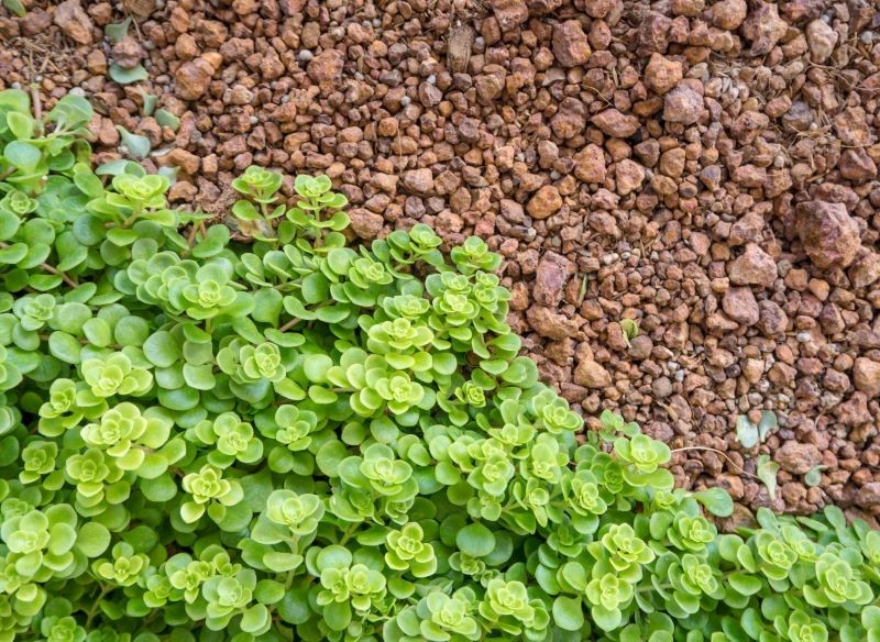 Niskie odmiany rozchodników pięknie dekorują kamieniste ścieżki.