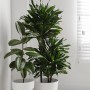 Sypialnia, Najlepsze rośliny do sypialni - Dracena wonna

Ta pochodząca z tropikalnych obszarów Afryki dracena to gatunek wytwarzający pień, dorastający nawet do 1,5 metra wysokości. Uprawiana jest jako roślina ozdobna, której urok stanowią lśniące, szerokie i długie, miękko zwisające w dół żółto-zielone liście. Gatunek ten przy zapewnieniu odpowiedniej wilgotności powietrza dość dobrze znosi warunki uprawy w mieszkaniach. Do wyboru mamy ciekawie prezentujące się odmiany tej draceny: ‘Massangeana’ o liściach z szerokim, żółtym paskiem pośrodku, ‘Rothiana’ o liściach skórzastych, ciemnozielonych z białym obrzeżeniem oraz ‘Victoria’, której żółto-obrzeżone liście dekoruje ciemny zielony pasek idący przez środek.

Fot.123RF.com