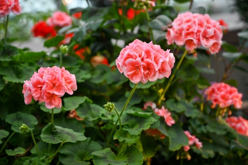 dlaczego pelargonie słabo kwitną