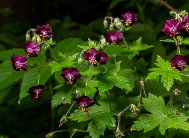 byliny okrywowe na zacienione miejsca