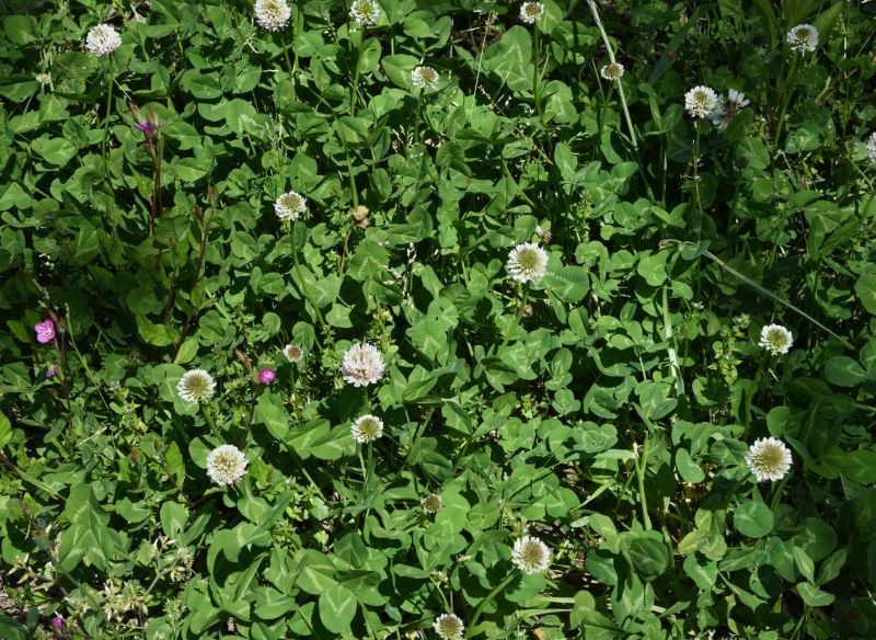 Koniczyna biała to świetny wybór na żywą ściółkę.