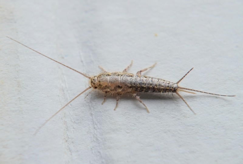 rybiki cukrowe
