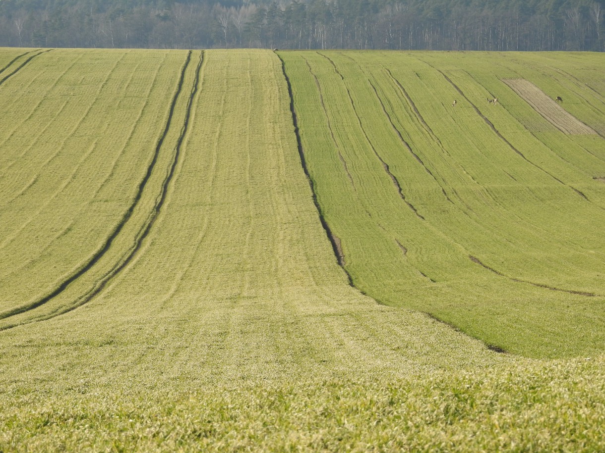 Leśne klimaty, PRZEBUDZENIE...