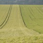 Leśne klimaty, PRZEBUDZENIE...