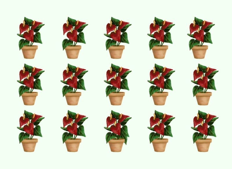 Wskaż 2 różnice między roślinami na obrazkach.