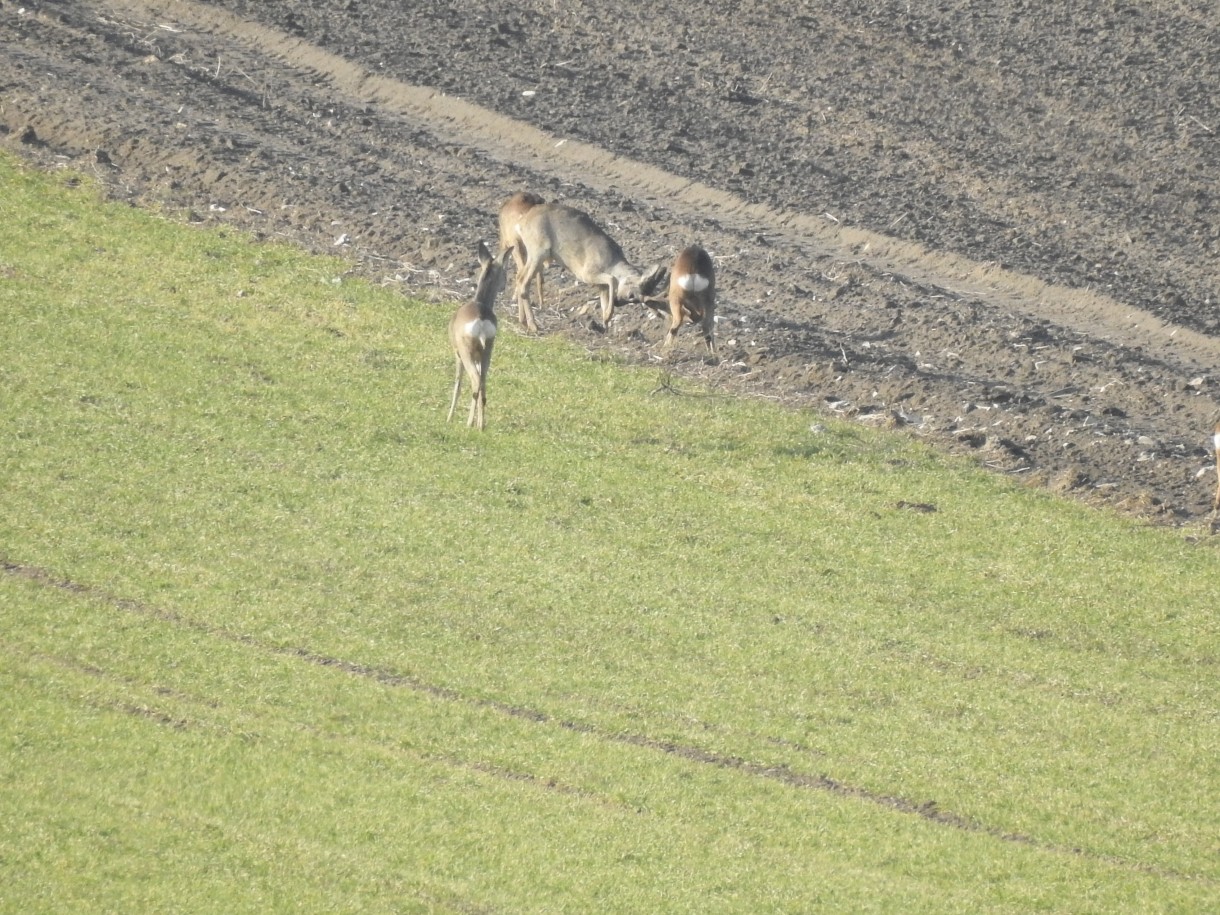 Leśne klimaty, PRZEBUDZENIE...