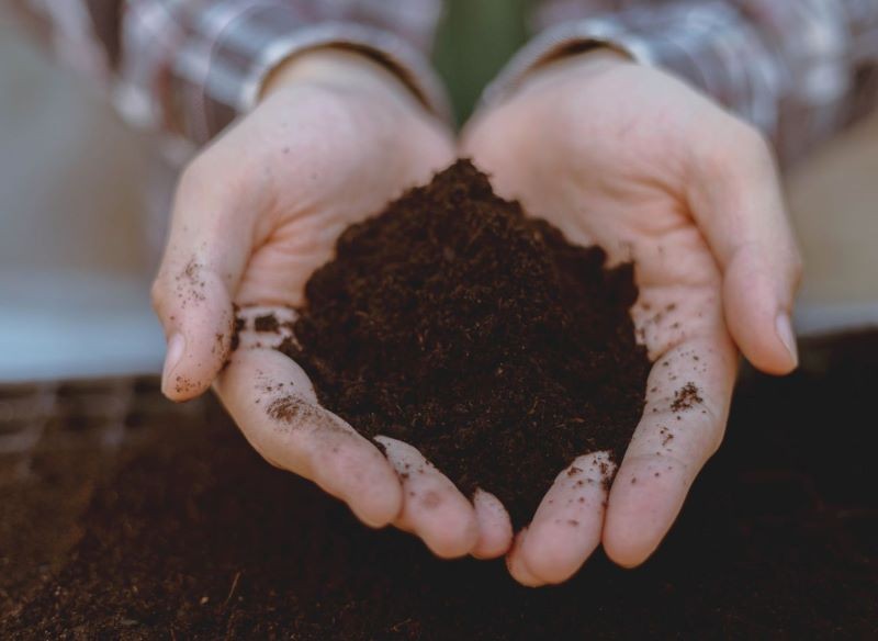 Ziemia do rozsad musi mieć optymalny skład.