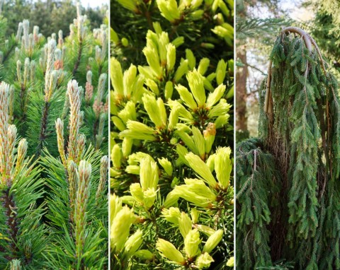 Zimozielone rośliny iglaste do ogrodu. 10 ciekawych i oryginalnych gatunków