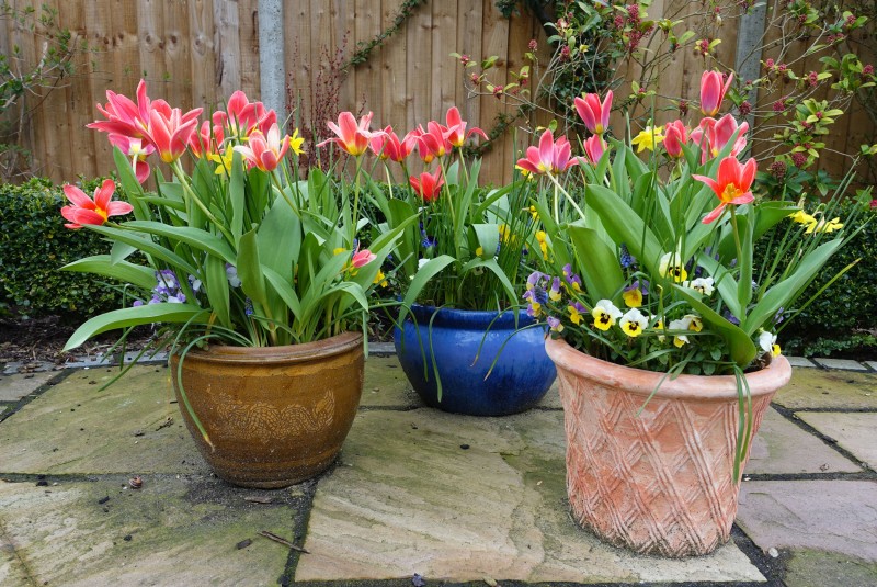 Tulipany w donicy