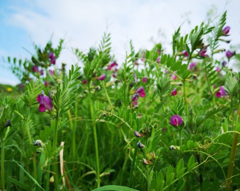 Wyka siewna (Vicia sativa)