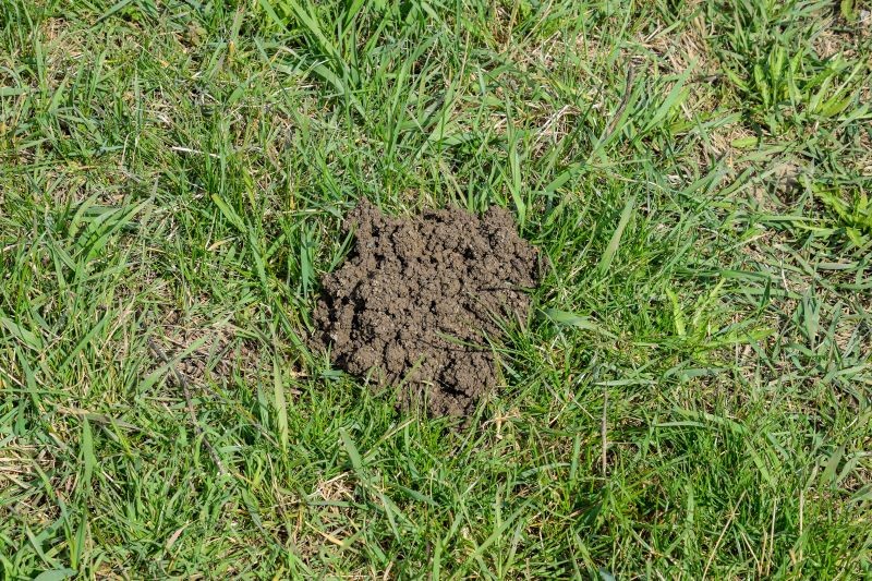 Koprolity dżdżownic mogą tworzyć małe kopczyki np. na trawniku.