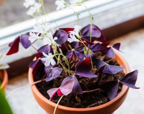 7 kolorowych roślin doniczkowych. Nawet początkujący ogrodnicy poradzą sobie z ich pielęgnacją