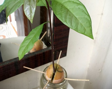 Jak szybko wyhodować awokado z pestki? Sztuczka ogrodnika sprawia, że błyskawicznie wykiełkuje